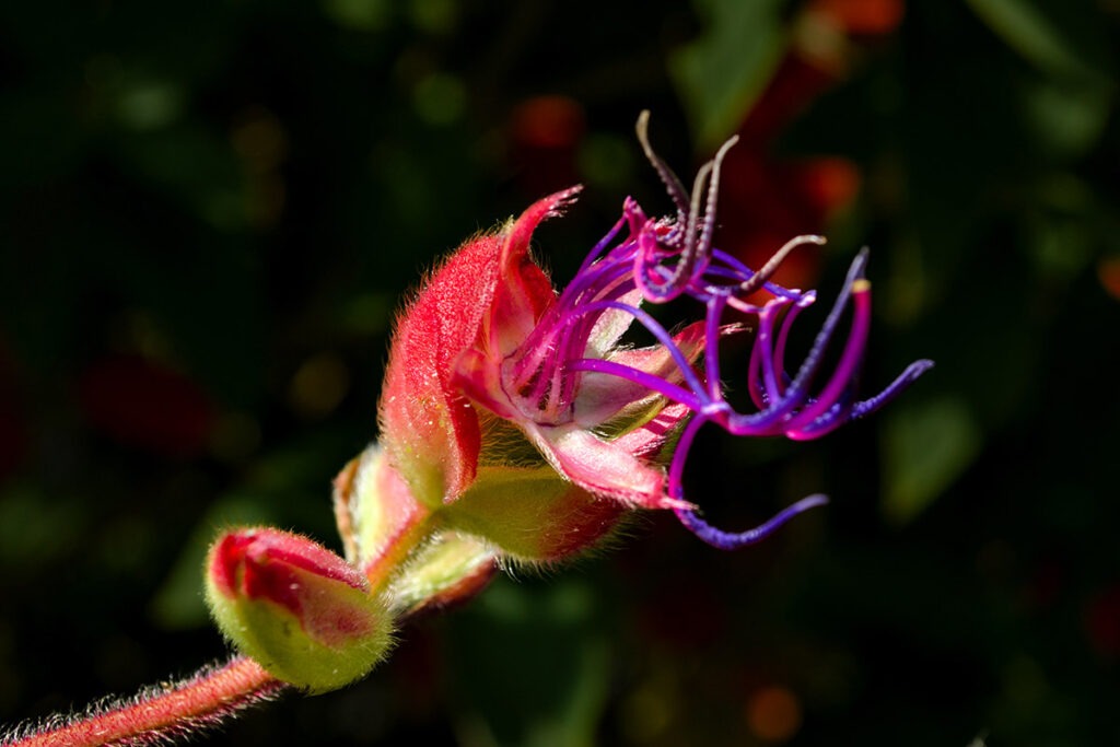 Ivana Zabala Photography, Macro Portrait of a Flower in Topotepuy Gardens at Caracas, Venezuela