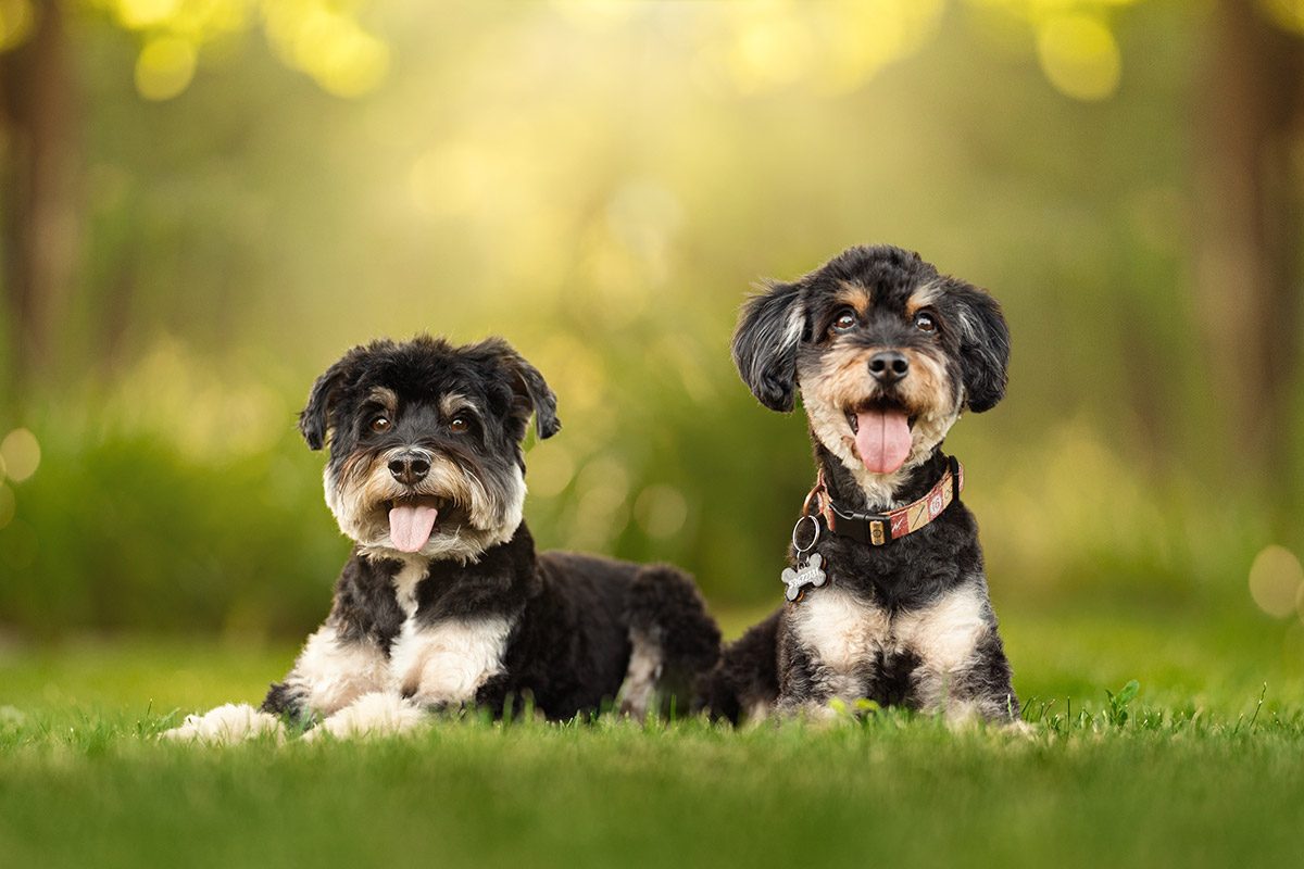 Ivana Zabala Photography Dogs photograph by Amina Donskaya